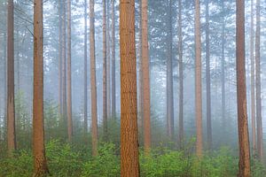 Rechte stammen en groen in een mistig bos van Sjaak den Breeje