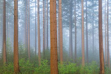 Troncs droits et verdure dans une forêt brumeuse