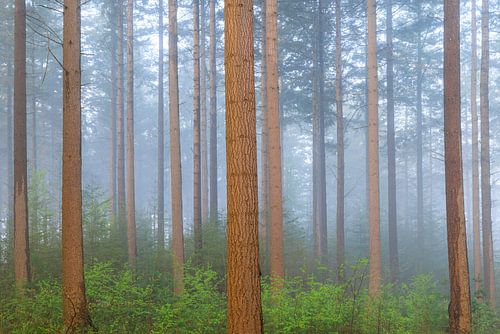 Rechte stammen en groen in een mistig bos