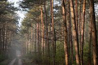 Nadelbäume in der Sonne an einem Waldweg