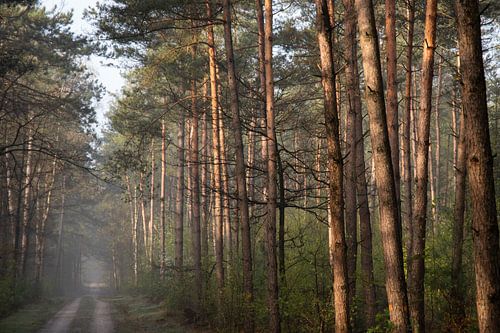 Conifers in the sun along a forest path