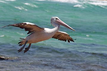 Brillenpelikan (Pelecanus conspicillatus) von Dirk Rüter