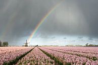 Regenboog boven een molen en roze hyacinten van iPics Photography thumbnail