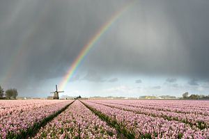 Regenboog boven een molen en roze hyacinten