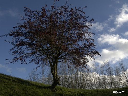 the tree von Hans van Kaam