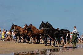 Pferde am Strand von Ameland von Brian Morgan