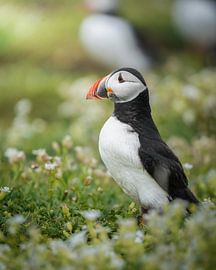Papageientaucher von Tom Zwerver