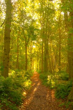 Pfad durch einen Buchenwald mit Sonnenlicht von Sjoerd van der Wal Fotografie
