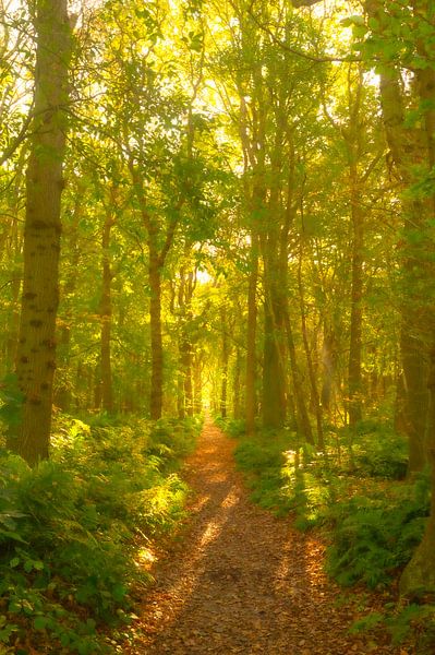 Path through a beech tree forest with sunlight by Sjoerd van der Wal Photography