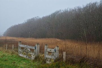 Het bos in de mist van peterheinspictures
