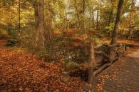 Herfst van Moetwil en van Dijk - Fotografie thumbnail