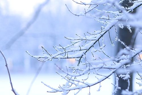 Winter vibes.1