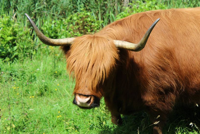 Schotse Hooglander van Fendo Pater