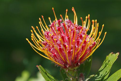 PINCUSHION-PROTEA
