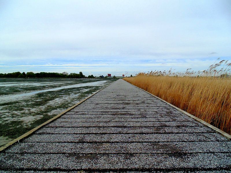 Focus by Koos Iperen