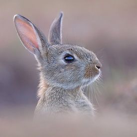 Young rabbit in pastel colours