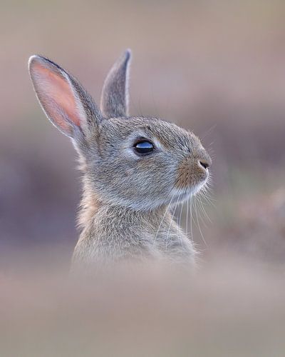 Young rabbit in pastel colours