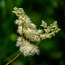 Meadowsweet by Ellen Seip