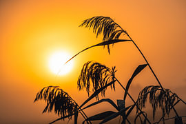 Gräser im Gegenlicht der Morgensonne