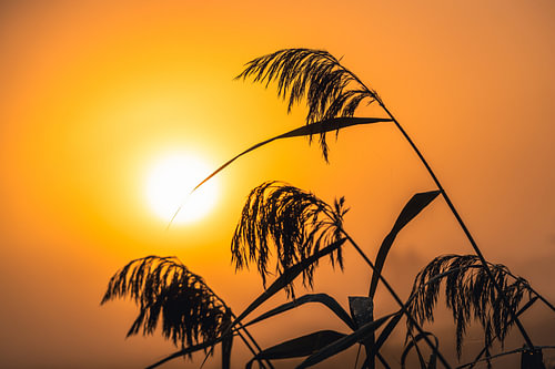 Des herbes à contre-jour sous le soleil du matin sur Catrin Grabowski