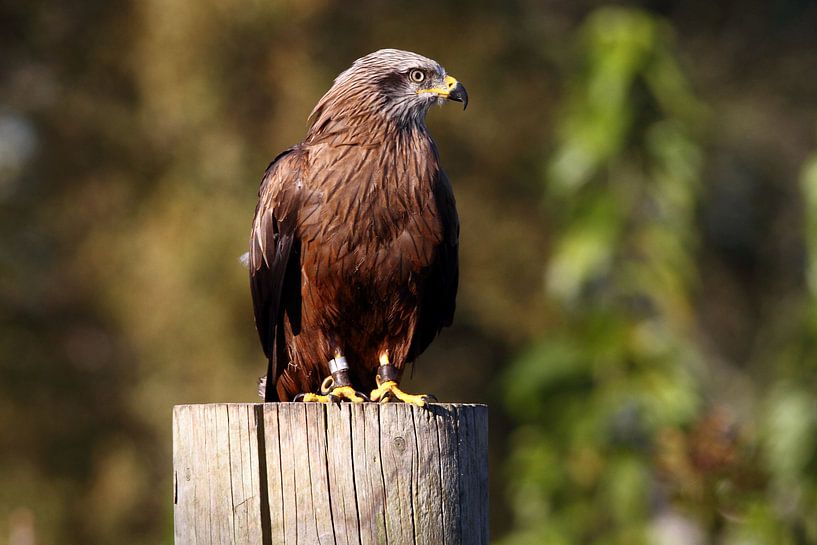 Buizerd op de uitkijk van Arnold van der Horst