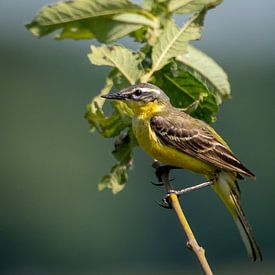 La bergeronnette jaune sur Rik Zwier