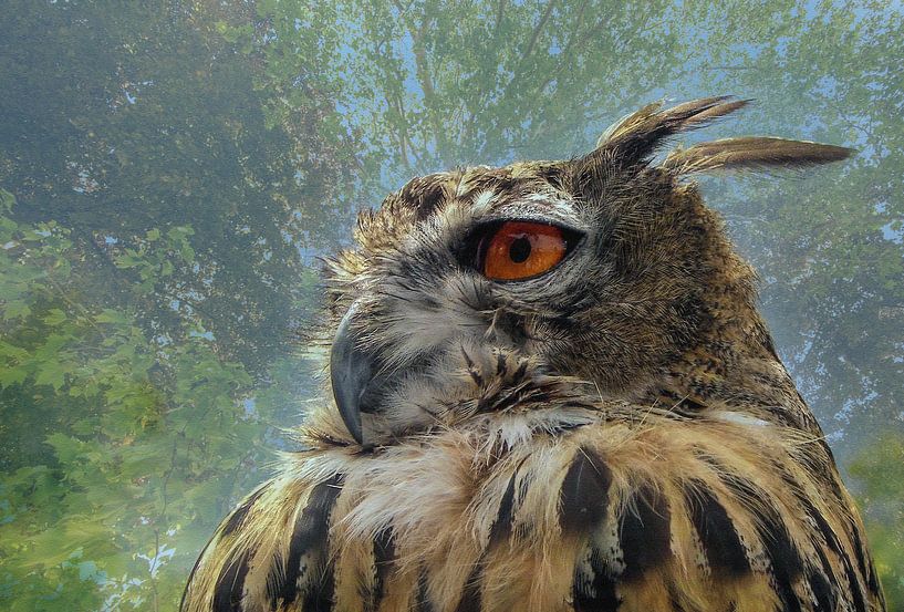 Le hibou grand-duc aux yeux orange dans la forêt par Lisette Rijkers