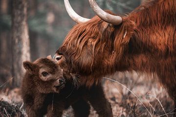 Schotse Hooglander koe met kalf | wildlife fotografie | wallart van Laura Dijkslag