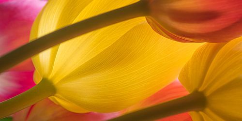 Tulpen panorama van "lichtgevende" tulpen