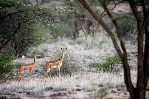 Gerenuk, antiloop met lange nek, in Samburu NP., Kenia.