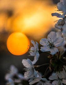 Blossom in the Betuwe by Yannai van der Werff
