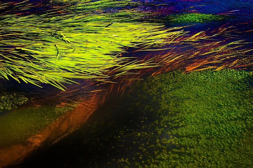 Plantes aquatiques par Paul Arts