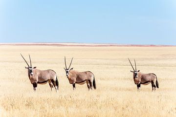 Oryx dans le désert de Namibie. sur Kees Kroon