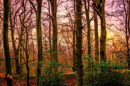 Magical Forest Sunset