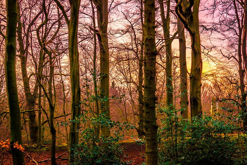 Magical Forest Sunset by Colin Klein