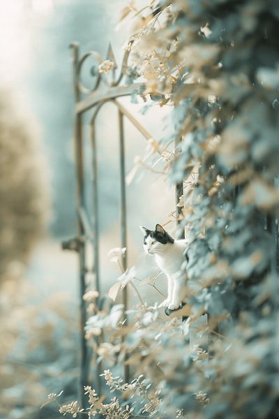 Beruhigender Kater im Garten | Ein visuelles Gedicht von Karina Brouwer