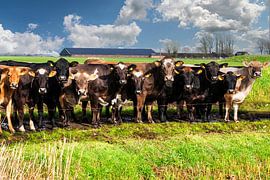 Cows wait in a queue to be allowed inside. by Brian Morgan