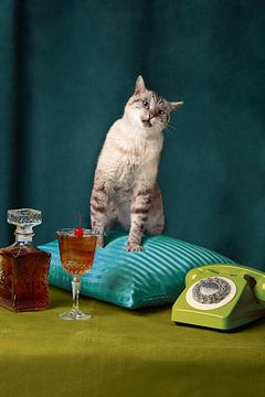 Katze auf einem schicken Kissen von Julia Ramiro