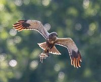 Backlight in motion