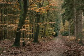 Herfstbos met zandpad van Peter Bolman