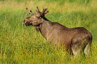 De eland van Heiko Lehmann thumbnail