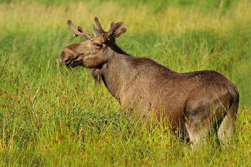 De eland van Heiko Lehmann