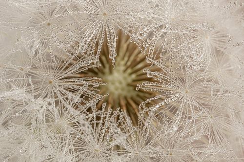 Rural scene: Drops caught by the fluff of the Dandelion by Marjolijn van den Berg