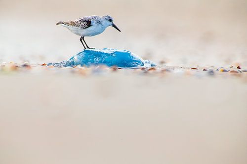 Beach runner on jellyfish