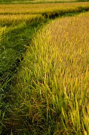 A golden harvest bathed in warm light by Frank Photos