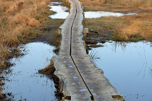 planken pad in buurserzand