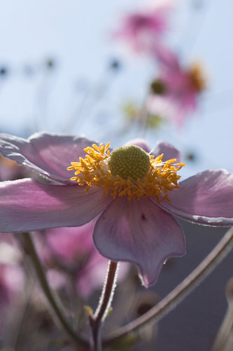 bloem in lila