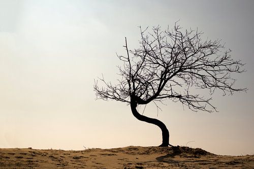 Kootwijkerzand