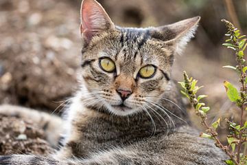 Tabby Cat dans un environnement naturel sur VIDEOMUNDUM