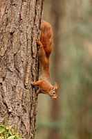 Red squirrel vertical